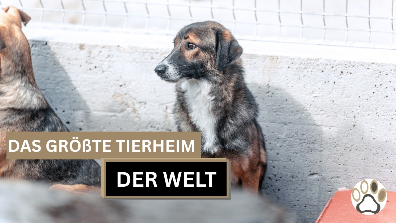 Das gr&ouml;&szlig;te Tierheim der Welt - die Smeura in Rum&auml;nien
