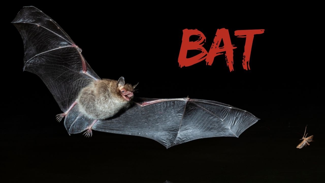 Bat sound effect in dark cave. Bat voice and call!