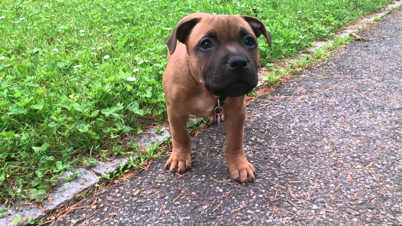 Igor staffie 2 mois