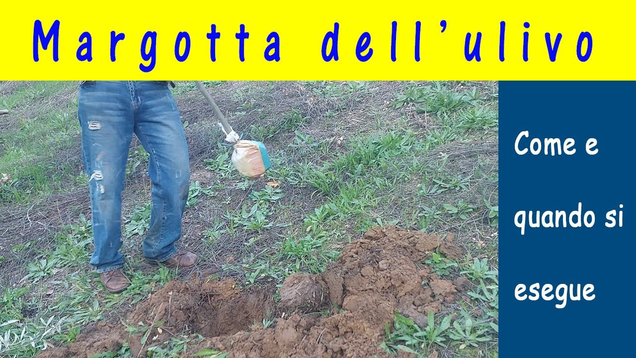 Margotta dell'ulivo: impiantare un piccolo uliveto a costo zero. Creare le nuove piantine di olivo