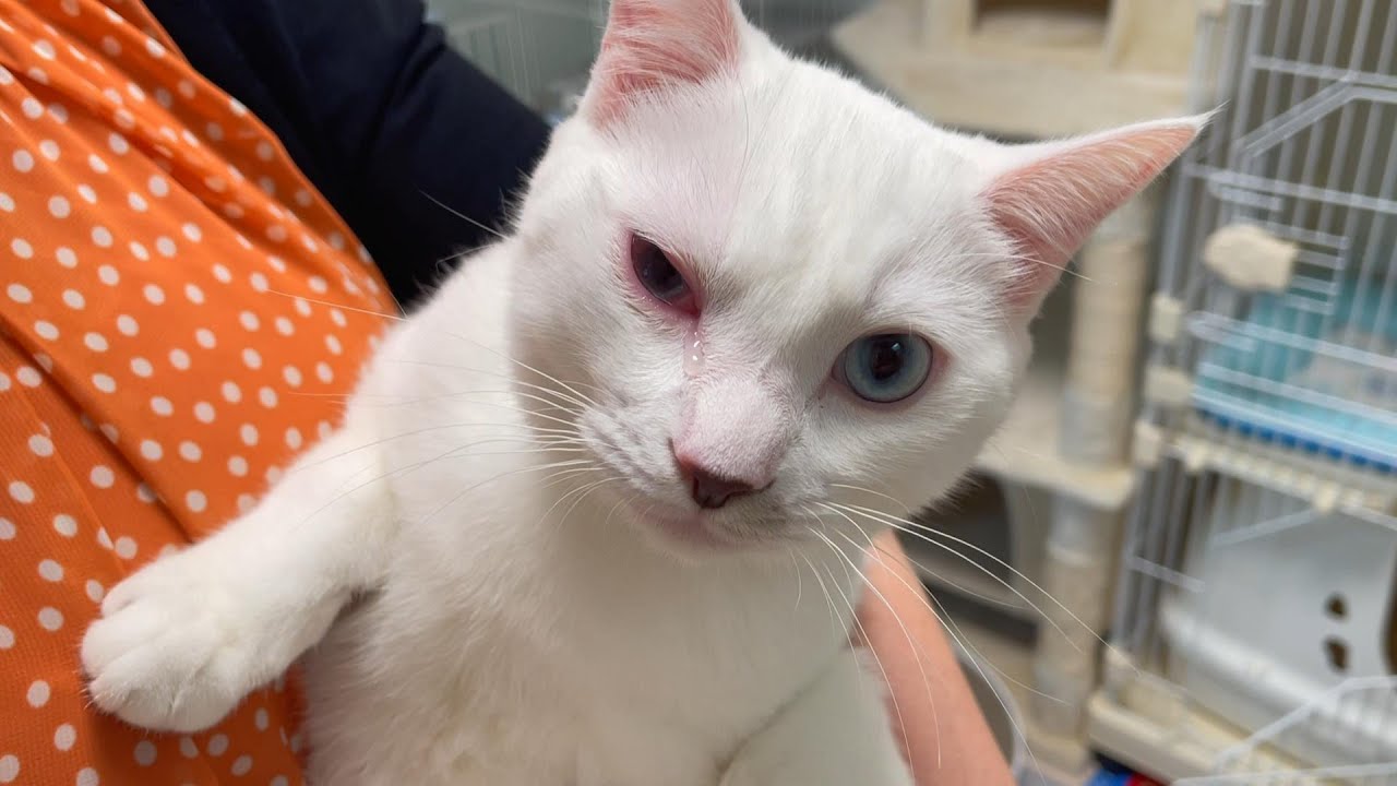 弟猫の右目が腫れて涙が止まらないので病院に行きました