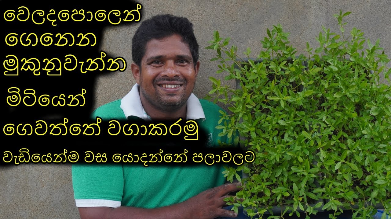 මුකුනුවැන්න ගෙවත්තේ වගාකරමු බදුන්ගතව කාබනිකව මුකුනුවැන්න වගාව Organic gardening