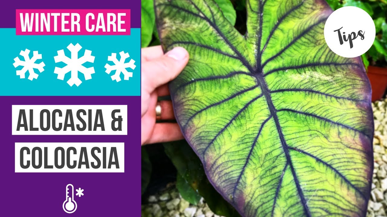 How to care for Colocasia & Alocasia in winter - winterization