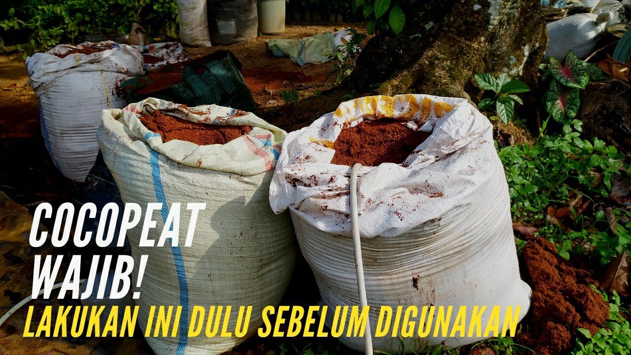 Cara Mencuci Cocopeat