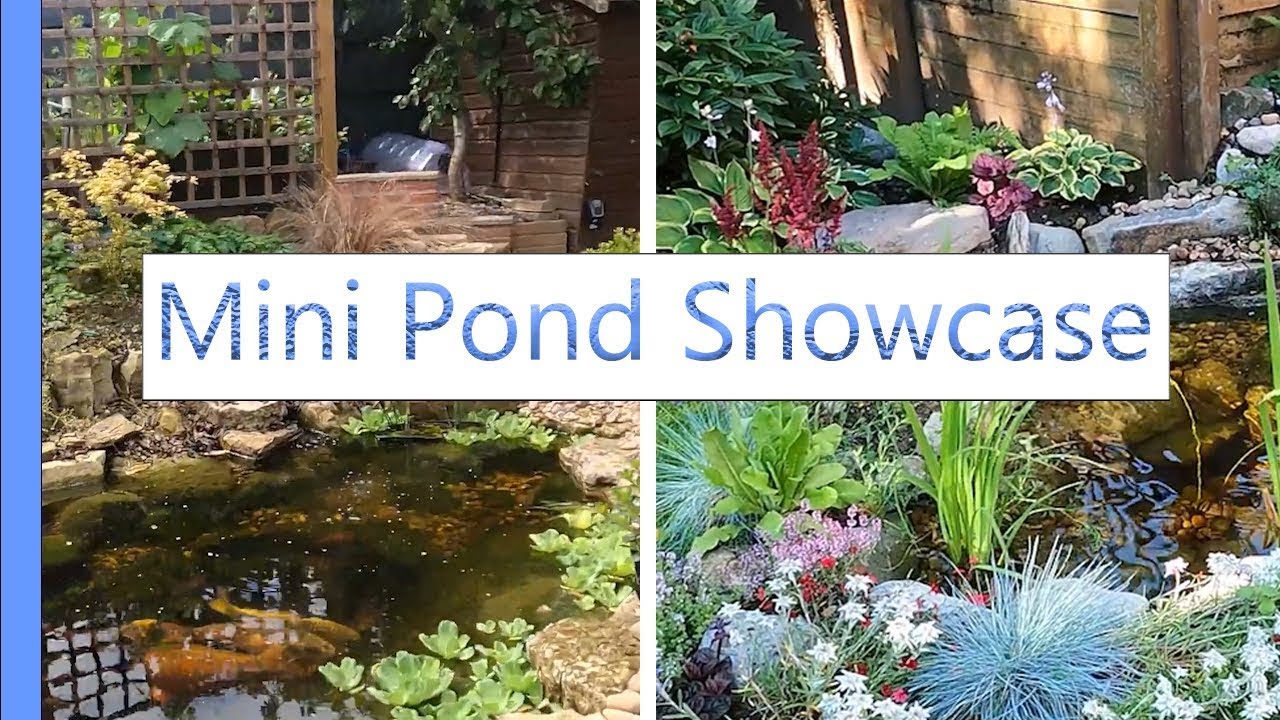 Sheffield garden pond showcase with Nice Ponds