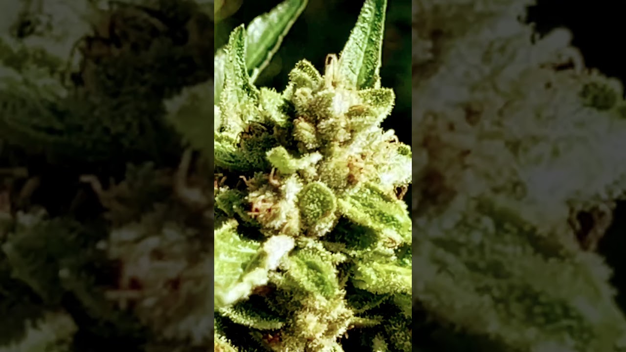 Cannabis flowers in Canhaamor cultivation. Brasil 2025. #cannabis #cannabismedicinal #cannabisflower