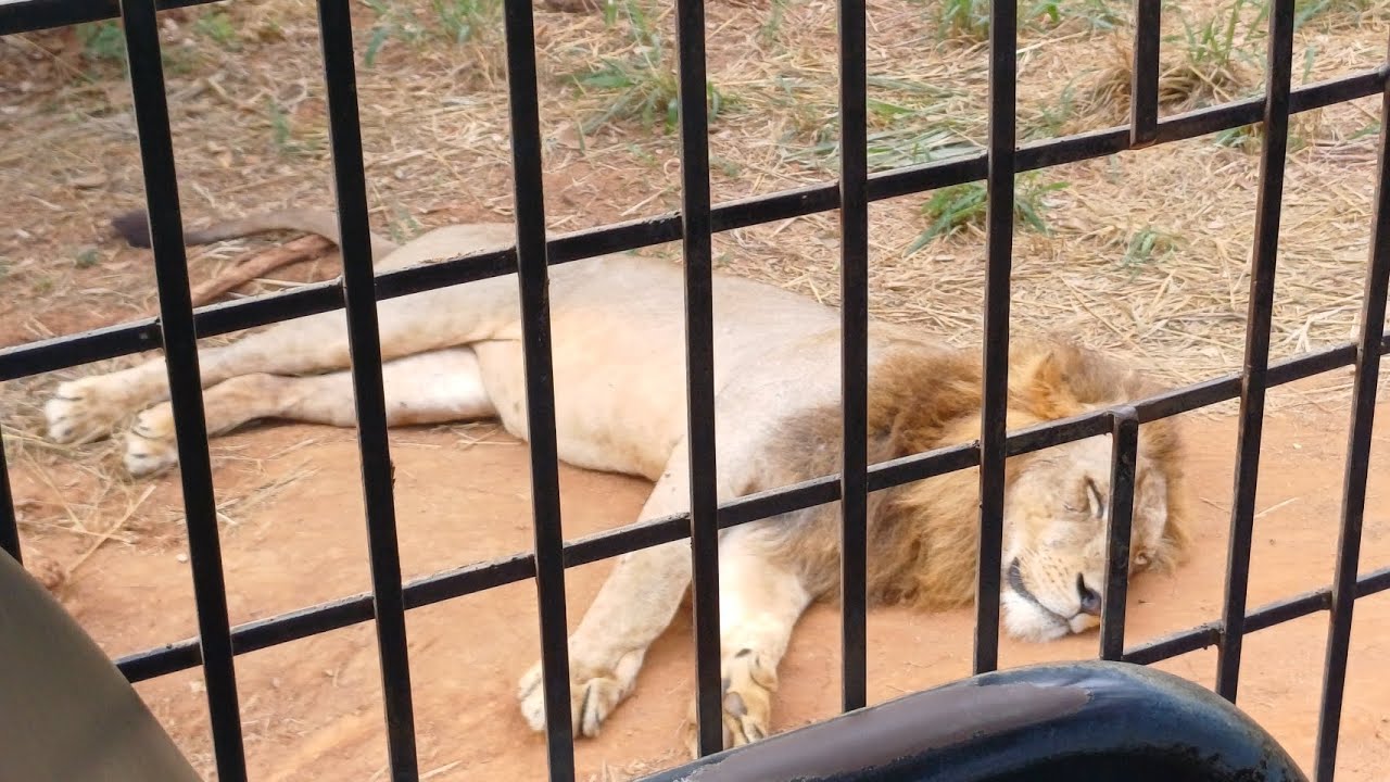 #PART2 SRILANKAS SAFARI #RIDIYAGAMA