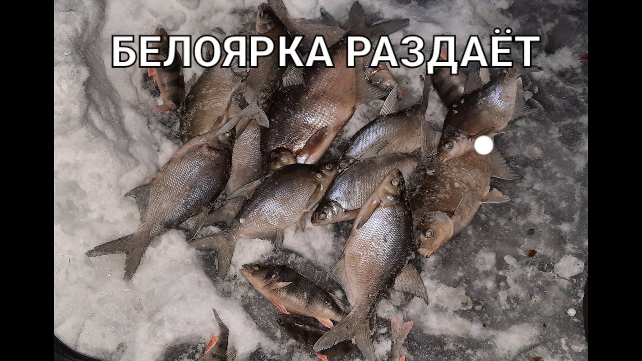 Рыбалка на белоярке