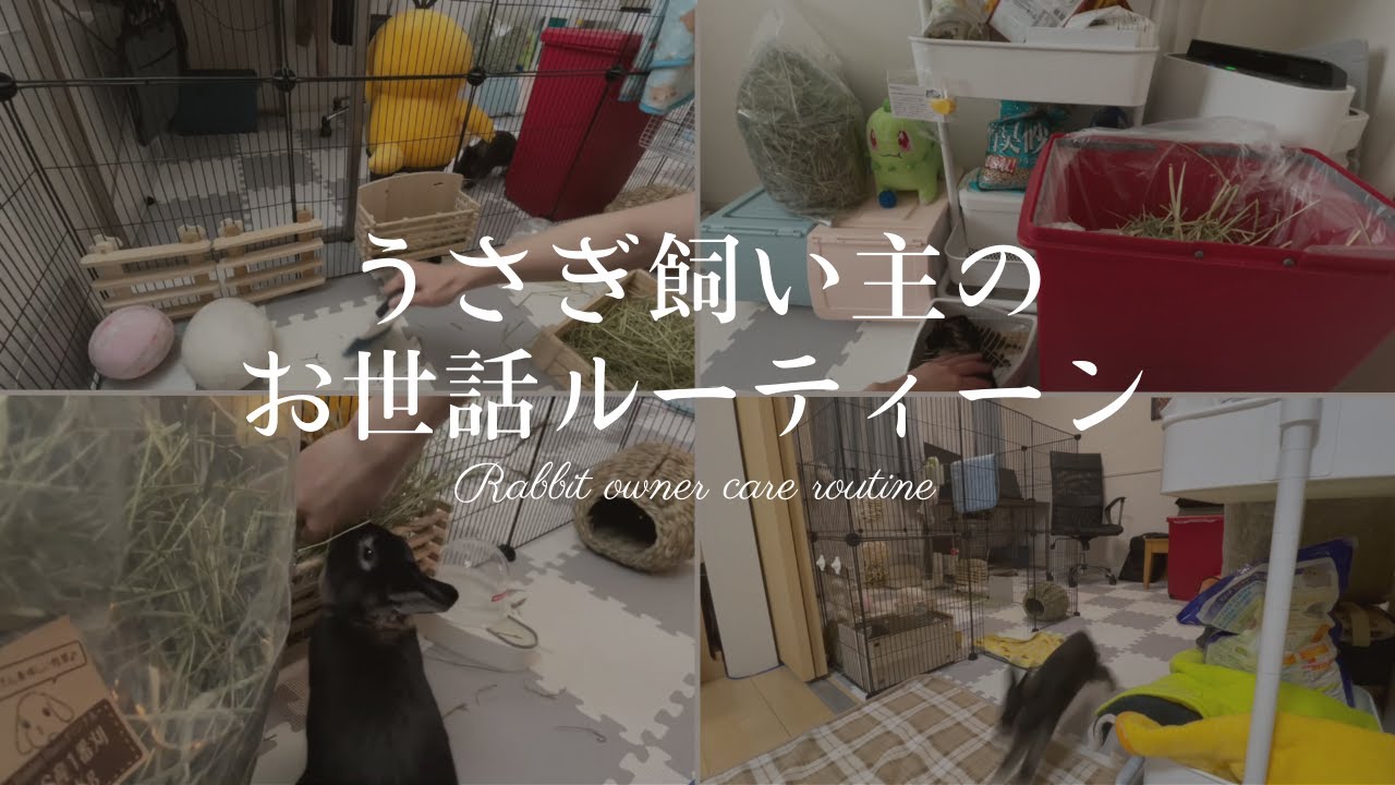 【うさぎの飼育】かわいいうさぎの飼い方が分かる！飼う主のお世話ルーティーン【VLOG風】