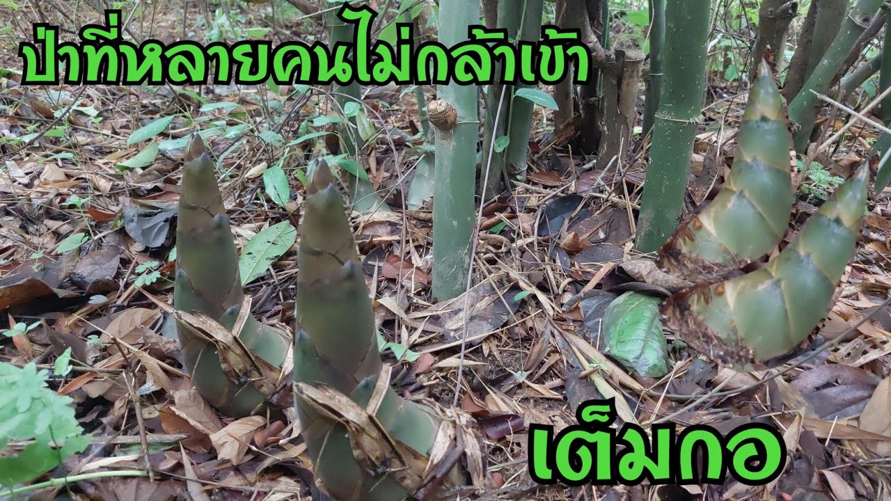 หน่อไม้ป่าโคตรเยอะ ป่าที่หลายๆคนไม่กล้าเข้า แต่ละกอเห็นแล้วจนตกใจ
