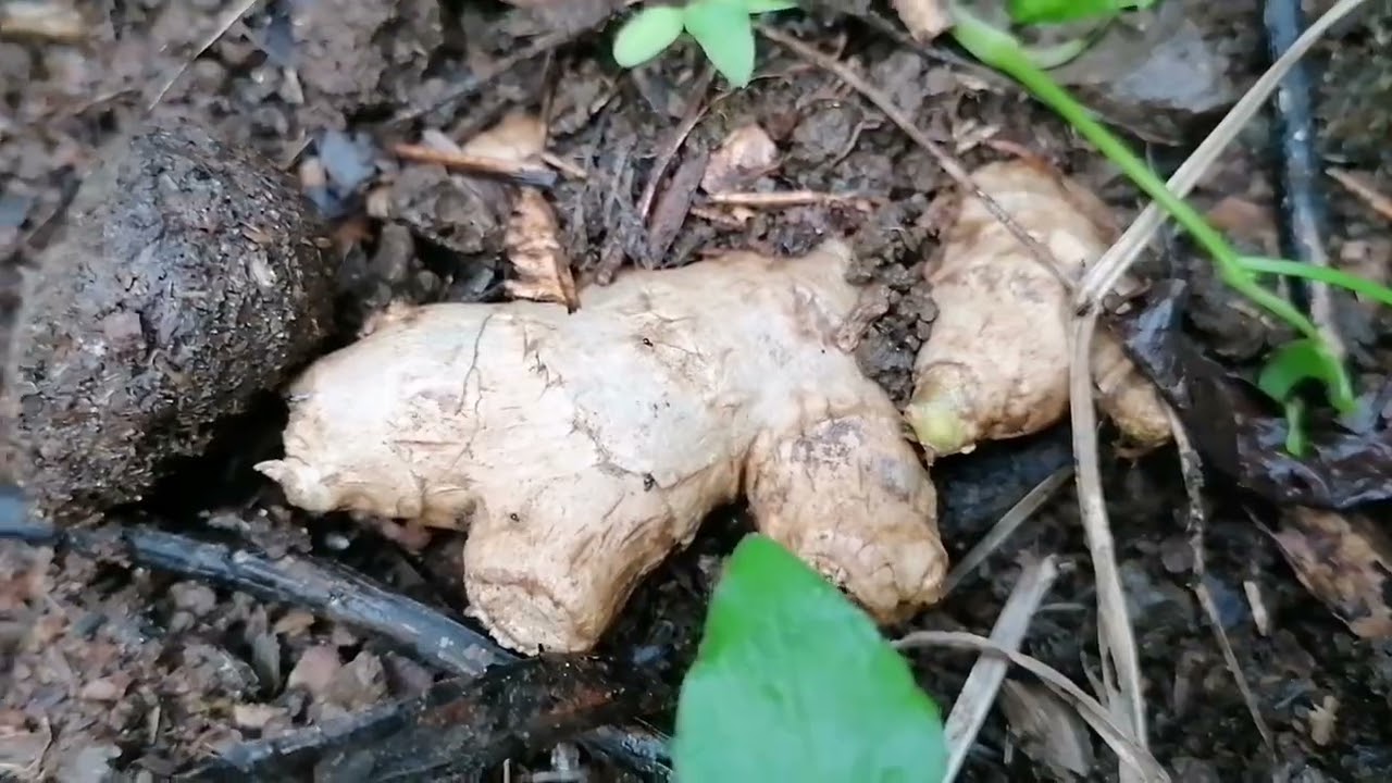Suivi du potager, Avril 2022,La Réunion