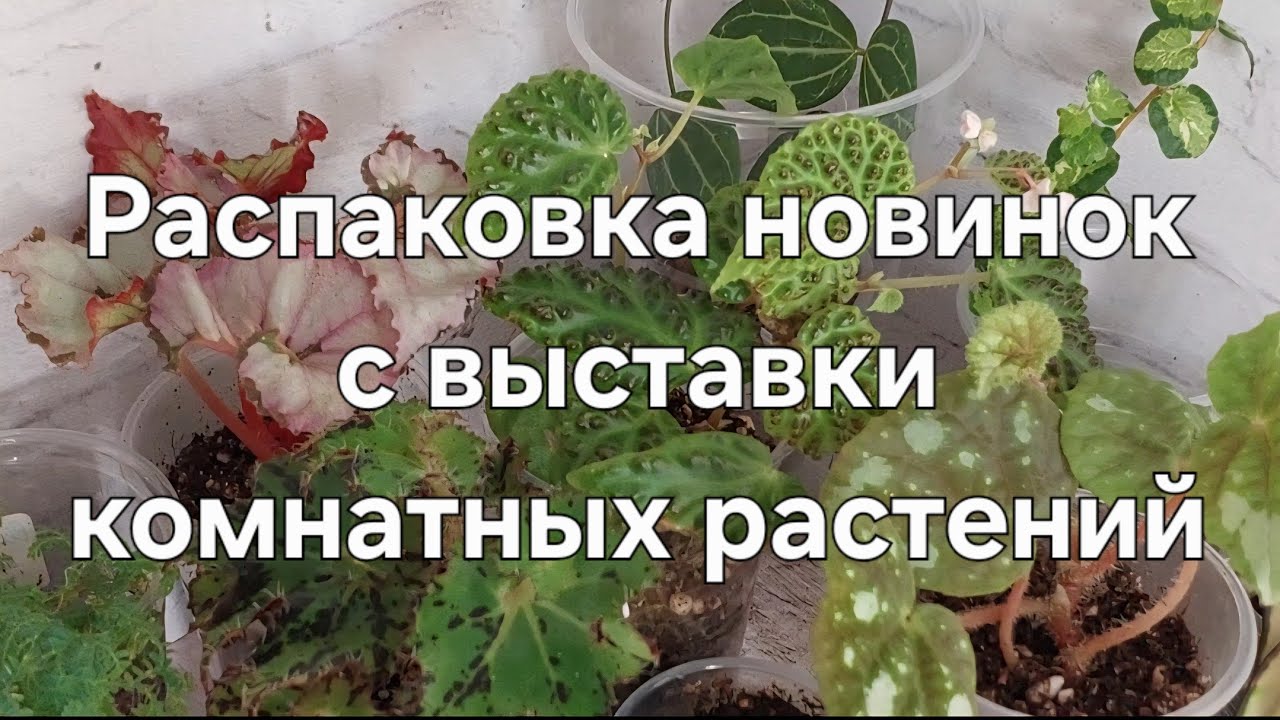 Распаковка покупок с выставки 