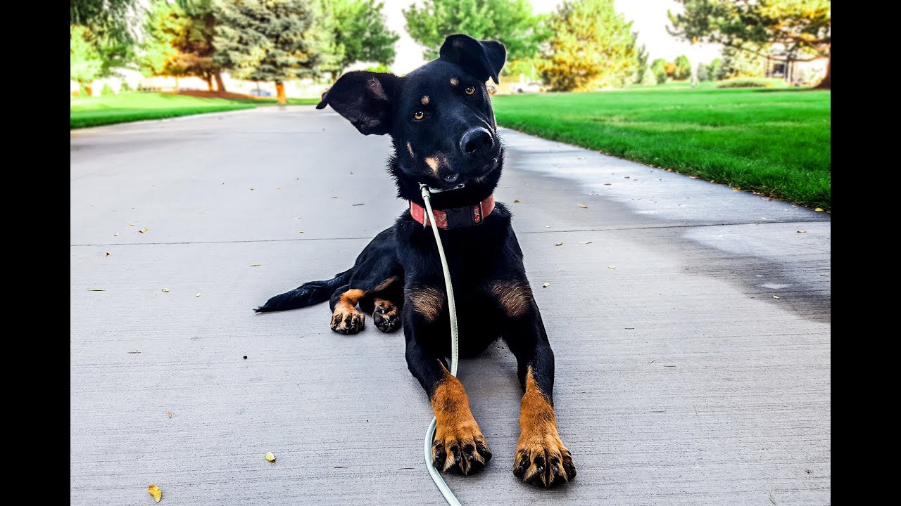 Can Your Dog Do That?? Australian Kelpie Training