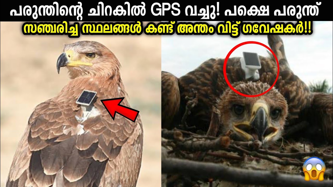 ഇന്നും ഉത്തരം കിട്ടാത്ത പരുന്തിന്റെ വിചിത്ര സ്വഭാവം! Why Eagles Don't fly over sea - Storify