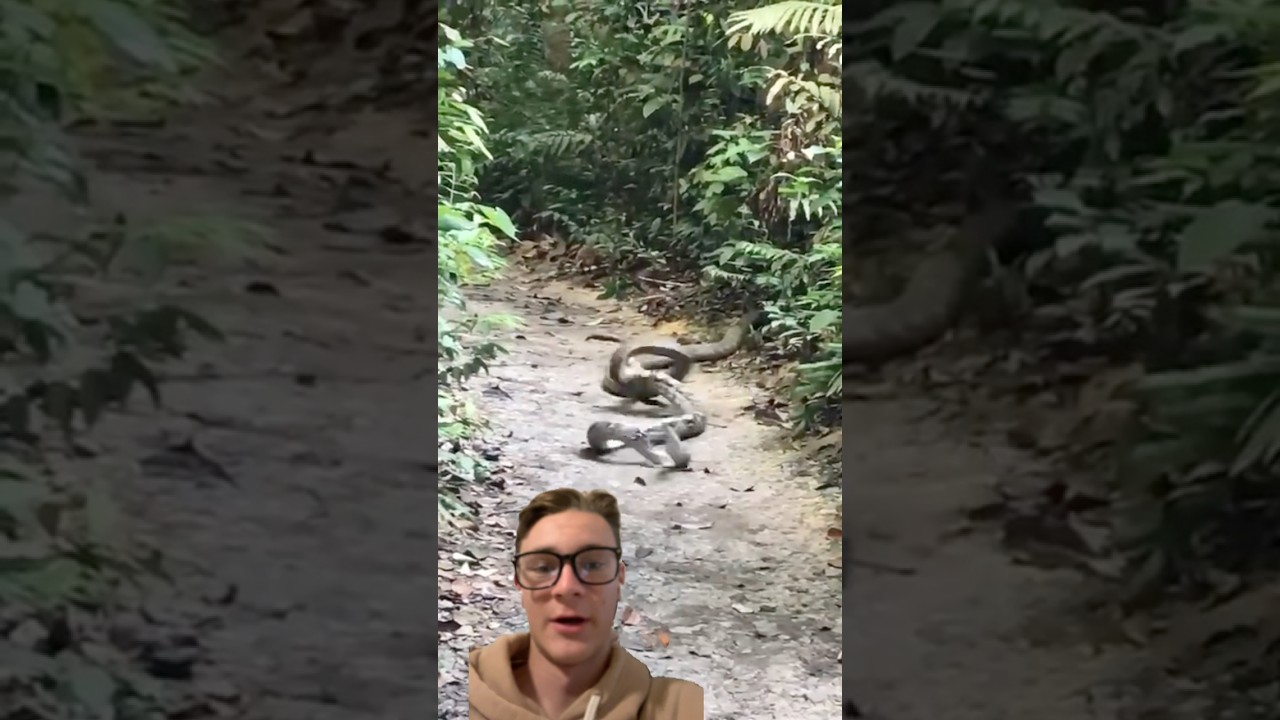 It&rsquo;s a Snake Eat Snake WORLD! King Cobra Attacks Python! #snake