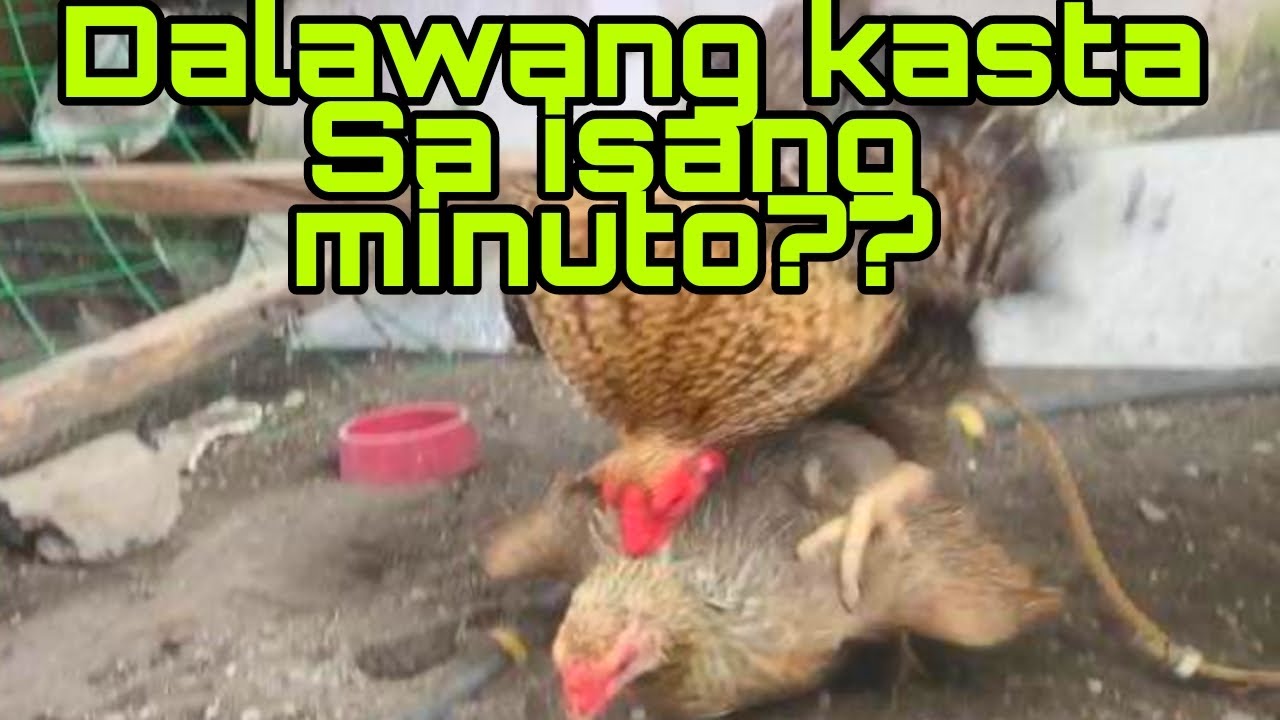 KASTA NGMANOK
