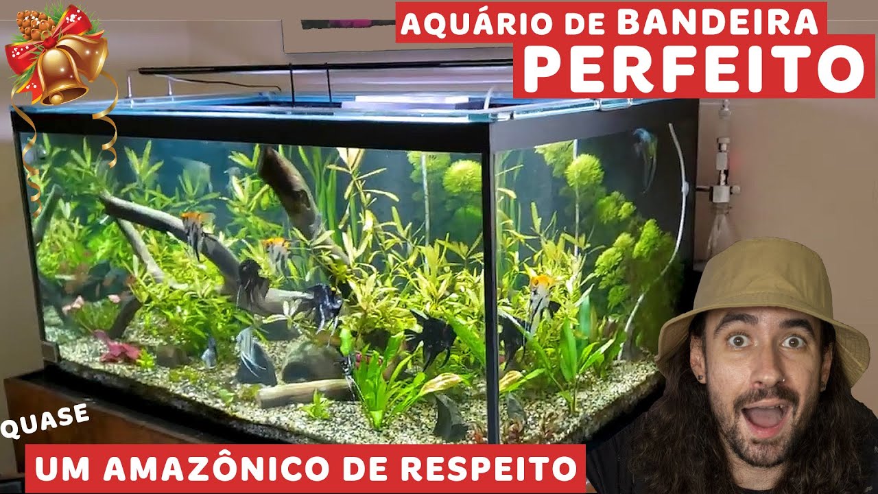 Reagimos ao AQUÁRIO AMAZÔNICO COM ACARÁ BANDEIRA do Renato