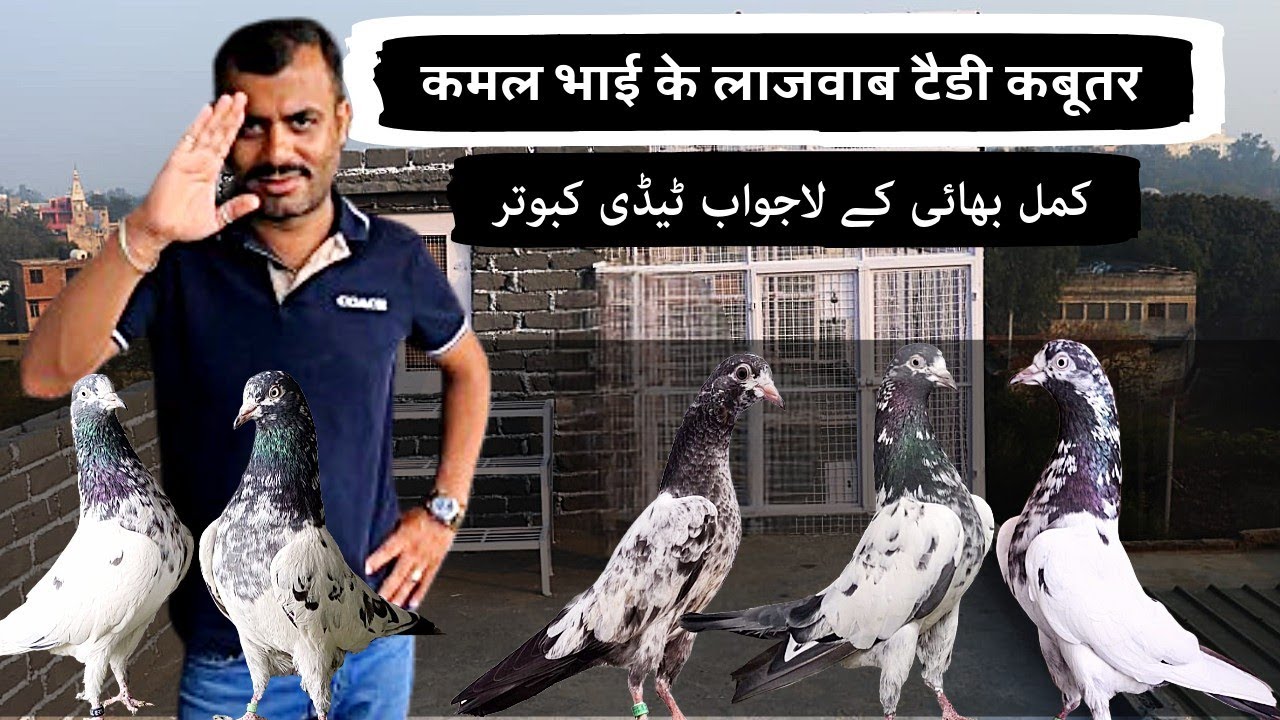 Exploring the Teddy Pigeons: A Visit to Mr. Kamal 's Pigeon Loft @TheHomeSanctuary