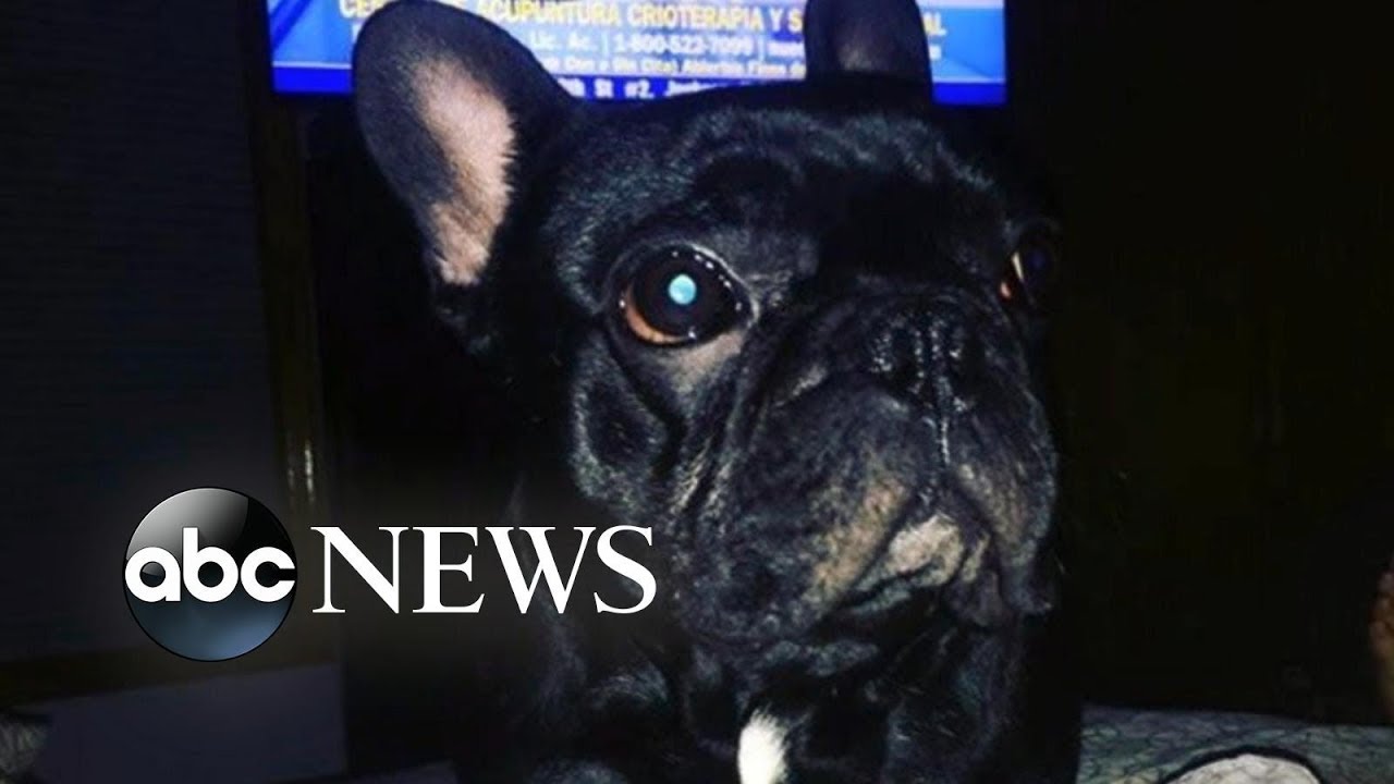 Dog dies in plane's overhead luggage bin