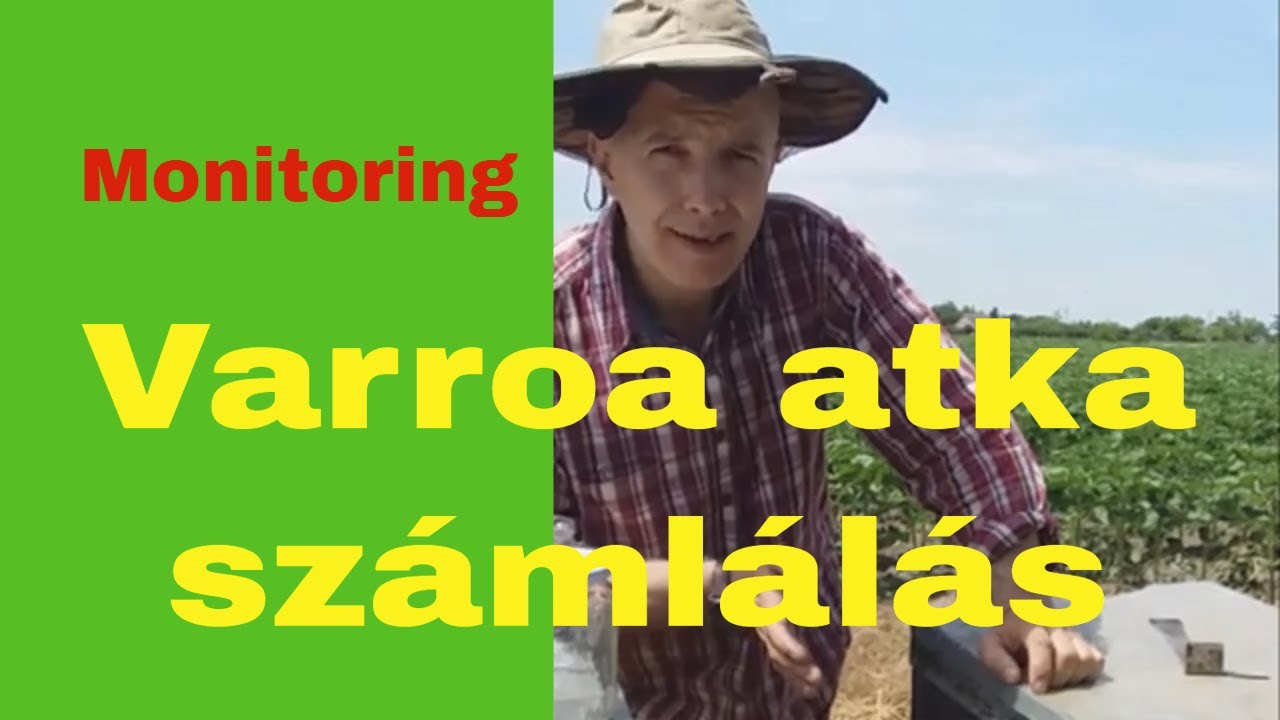 Varroa atka számlálás - atka monitoring a méhészetben