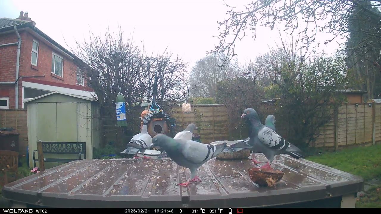 Pigeons Sparrow in the rain