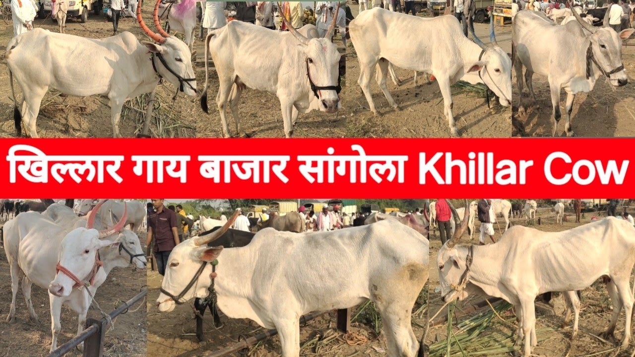 आजचा खिल्लार गाय बाजार सांगोला / Khillar Cow Market Sangola
