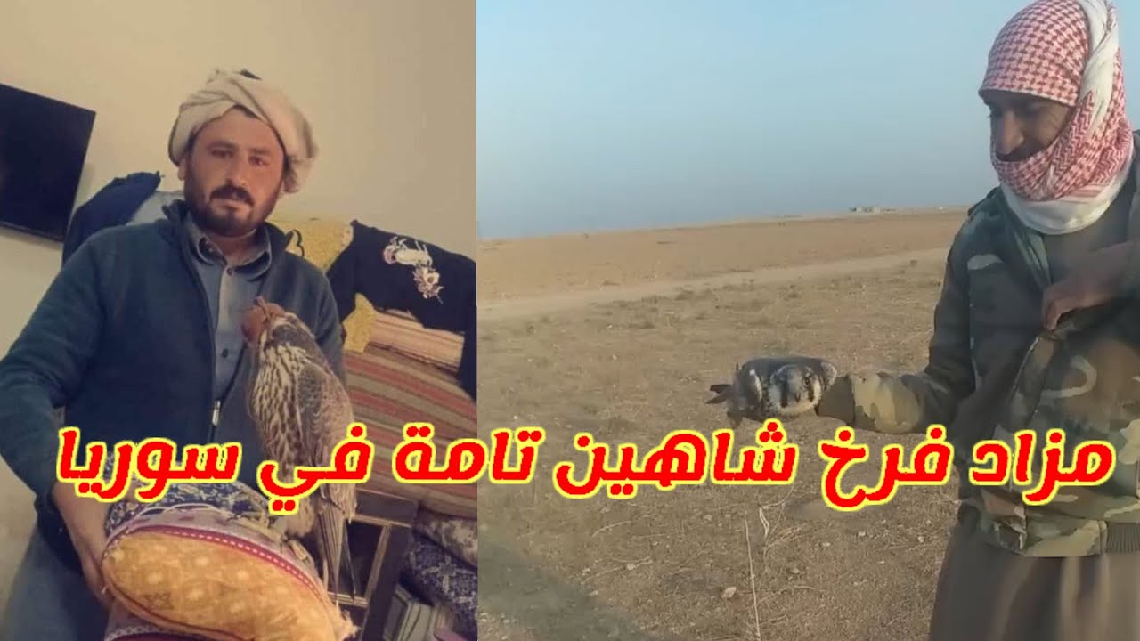 مزاد فرخ شاهين تامة في سوريا فالكم النوادر إن شاء الله