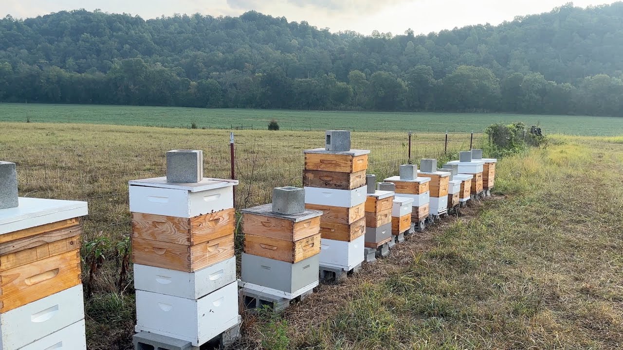 Drought - (Building a Bee Business #61)