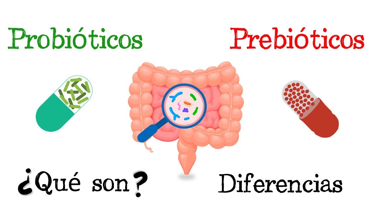 🦠 Probi&oacute;ticos y Prebi&oacute;ticos 💥 &iquest;Qu&eacute; son? 🧫 Funciones  [F&aacute;cil y R&aacute;pido] | BIOLOG&Iacute;A |