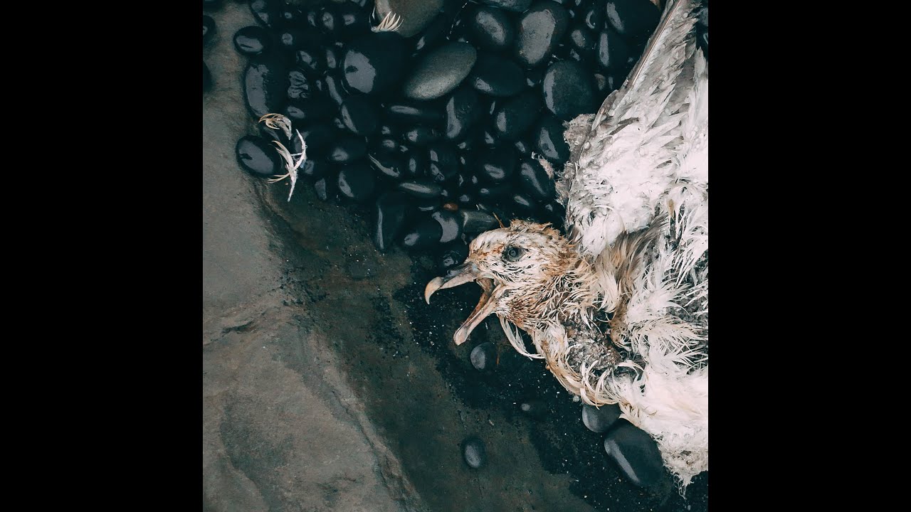 CROWNING - Survival/Sickness (2020) [LP]