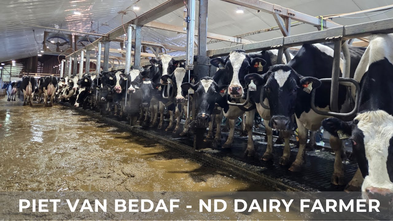 Milking Holstein Cows (223)