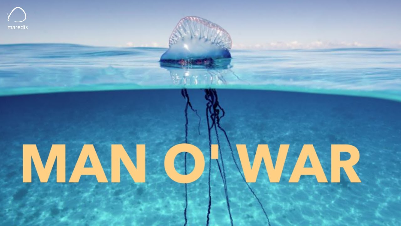 Dangerous Dooblidoo: The Portuguese Man O' War