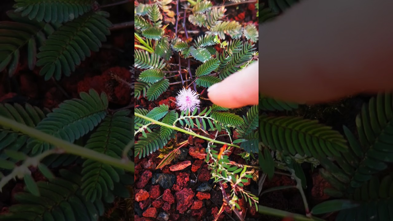 Be Careful If YOU See THIS Pink Flower! #shots