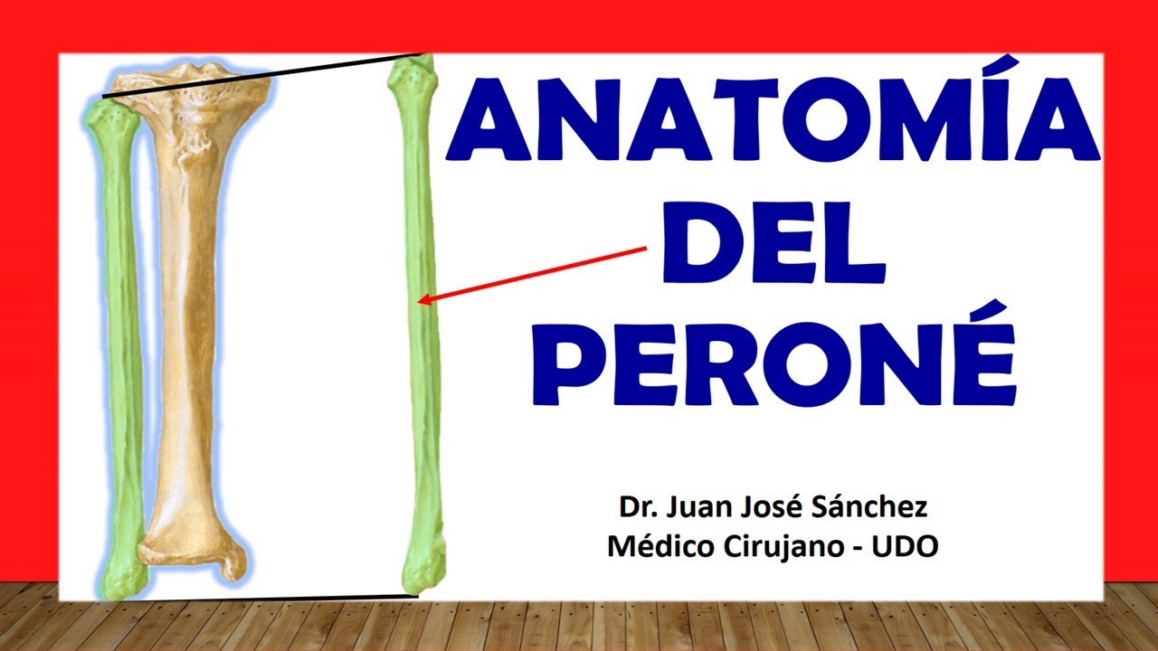 🥇 Anatomía del PERONÉ, Fácil, Rápida y Sencilla