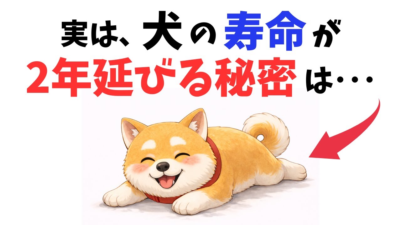 【知らないと後悔】犬の寿命を劇的に延ばす13の鍵