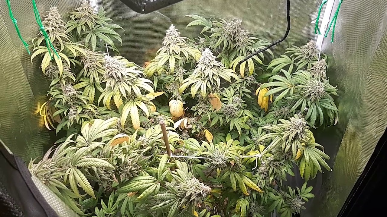 8 weeks of flower for the they shall not be named experiment