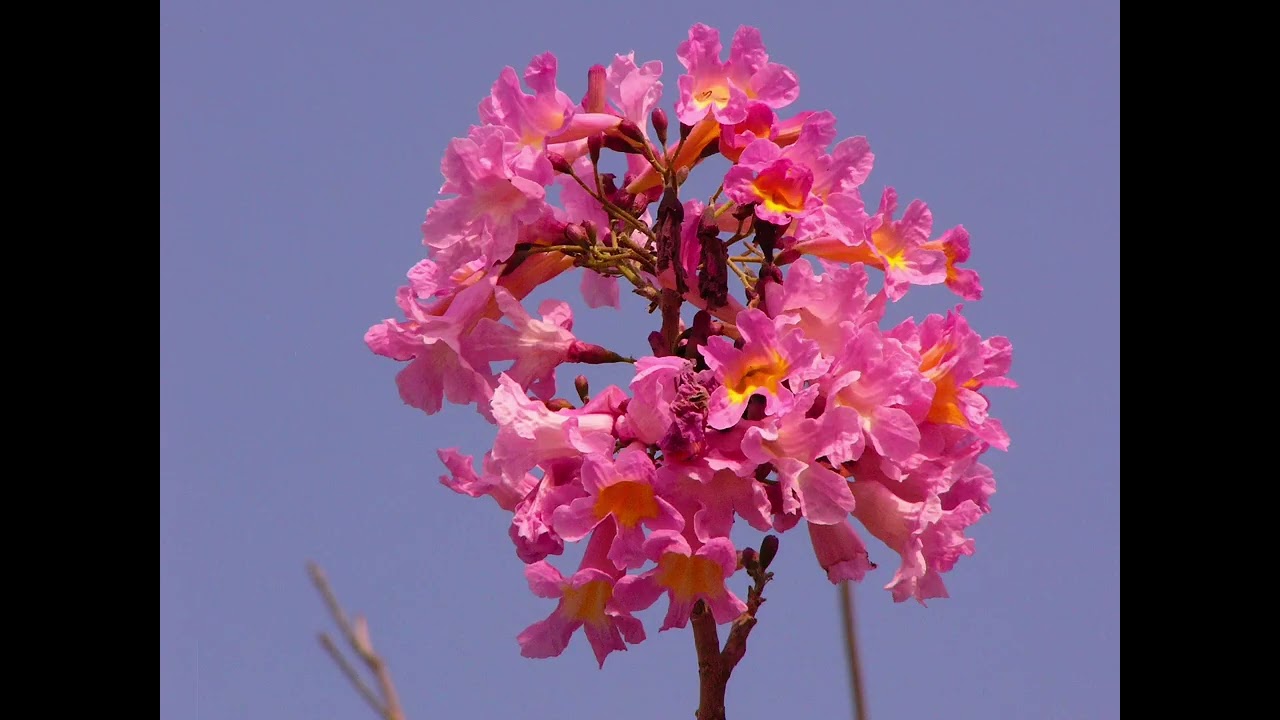 My photo Album: Panasonic Lumix DMC-FZ10 #1: Tabebuia impetiginosa 紫花風鈴木 in Sha Tin Park, Hong Kong