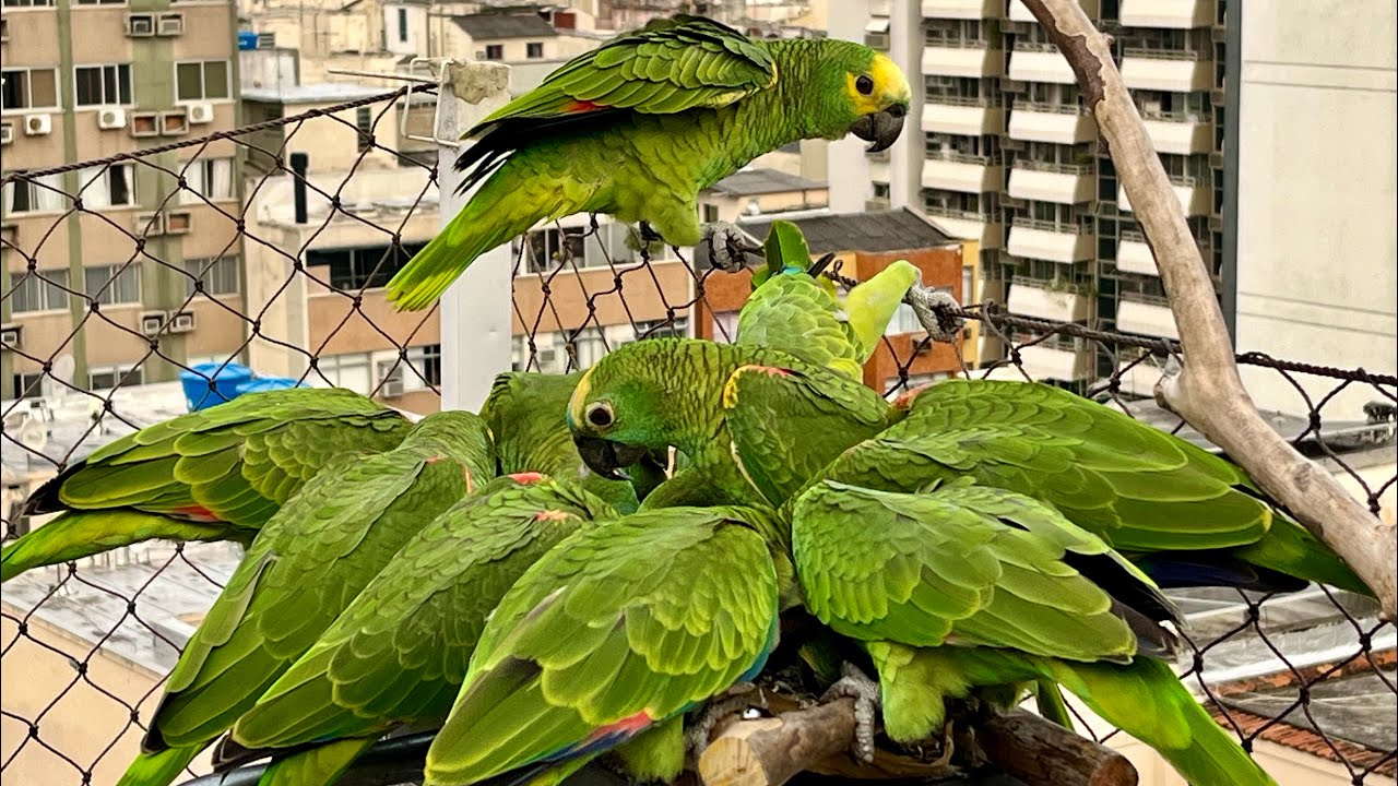 O momento mais lindo do dia! 💚🦜