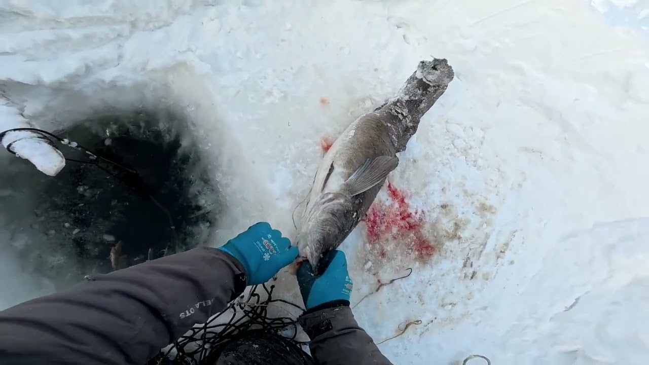 Рыбалка у чëрной дыры. Серия сорок пять. 