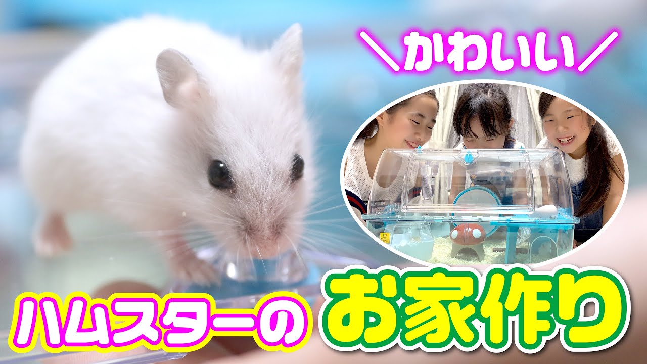 ハムスターのお家をつくろう ✨ 何をしても可愛すぎるパールドワーフハムスター ☆ Saaaaaya