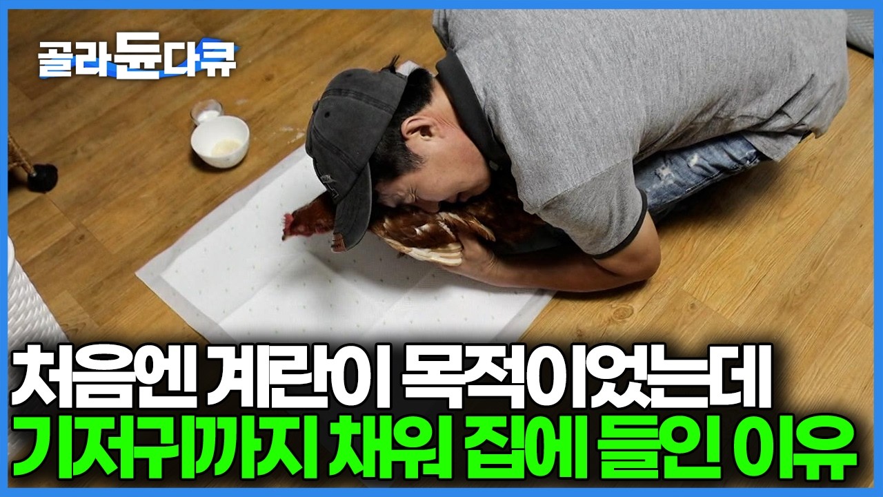 수익성 제로, 먹어 치우면 그만인 늙고 병든 닭을 애지중지 집 안에서까지 재우며 케어하는 이유｜PD로그｜#골라듄다큐