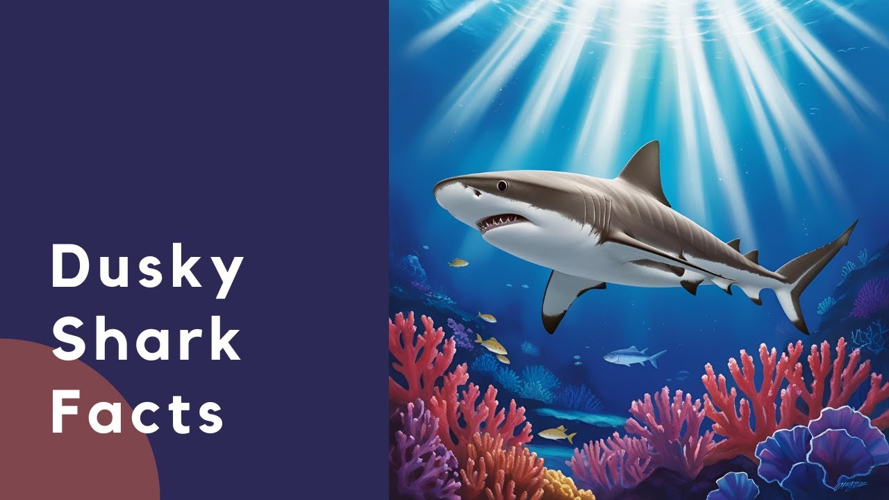 Dusky SHARK Facts You Never Knew!