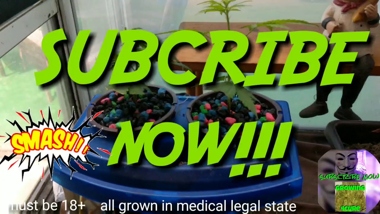 Super Silver Haze - Micro Aquaponics Marijuana grow