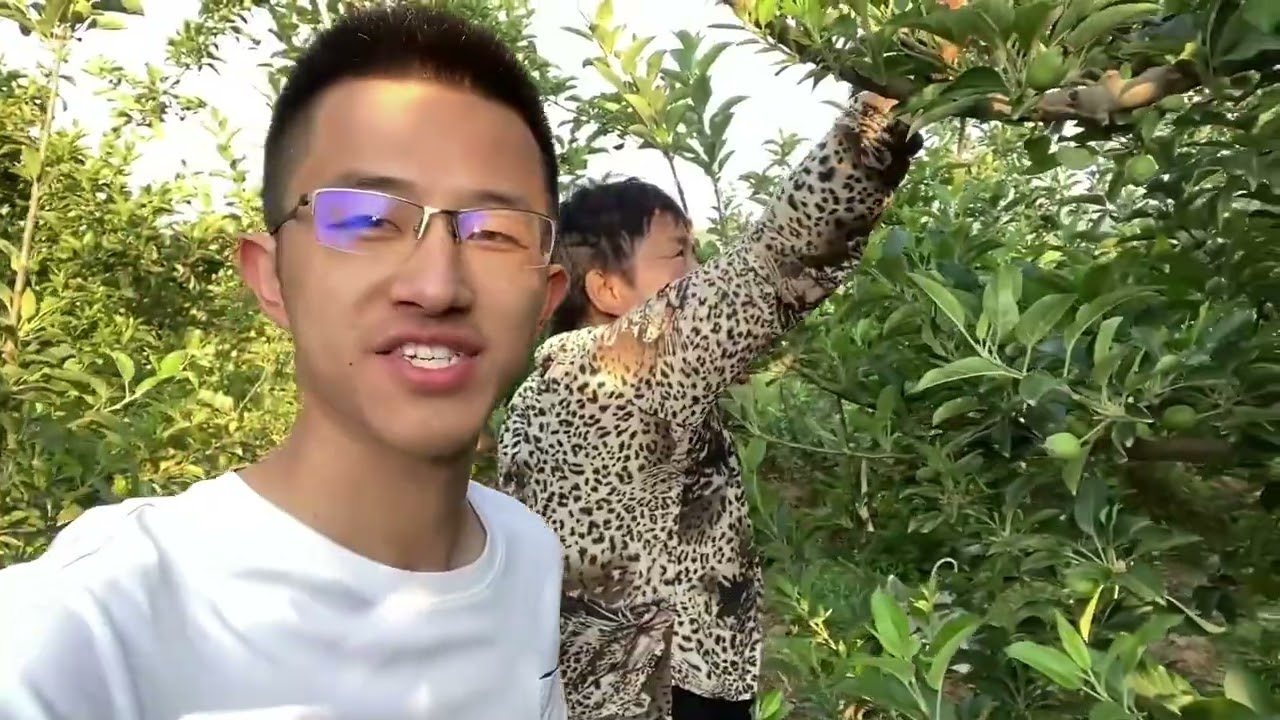 老妈因为果树上火，原因让人很无奈，小伙学技术为接手果园做准备 #自家果园 #绿色水果 #优质农产品