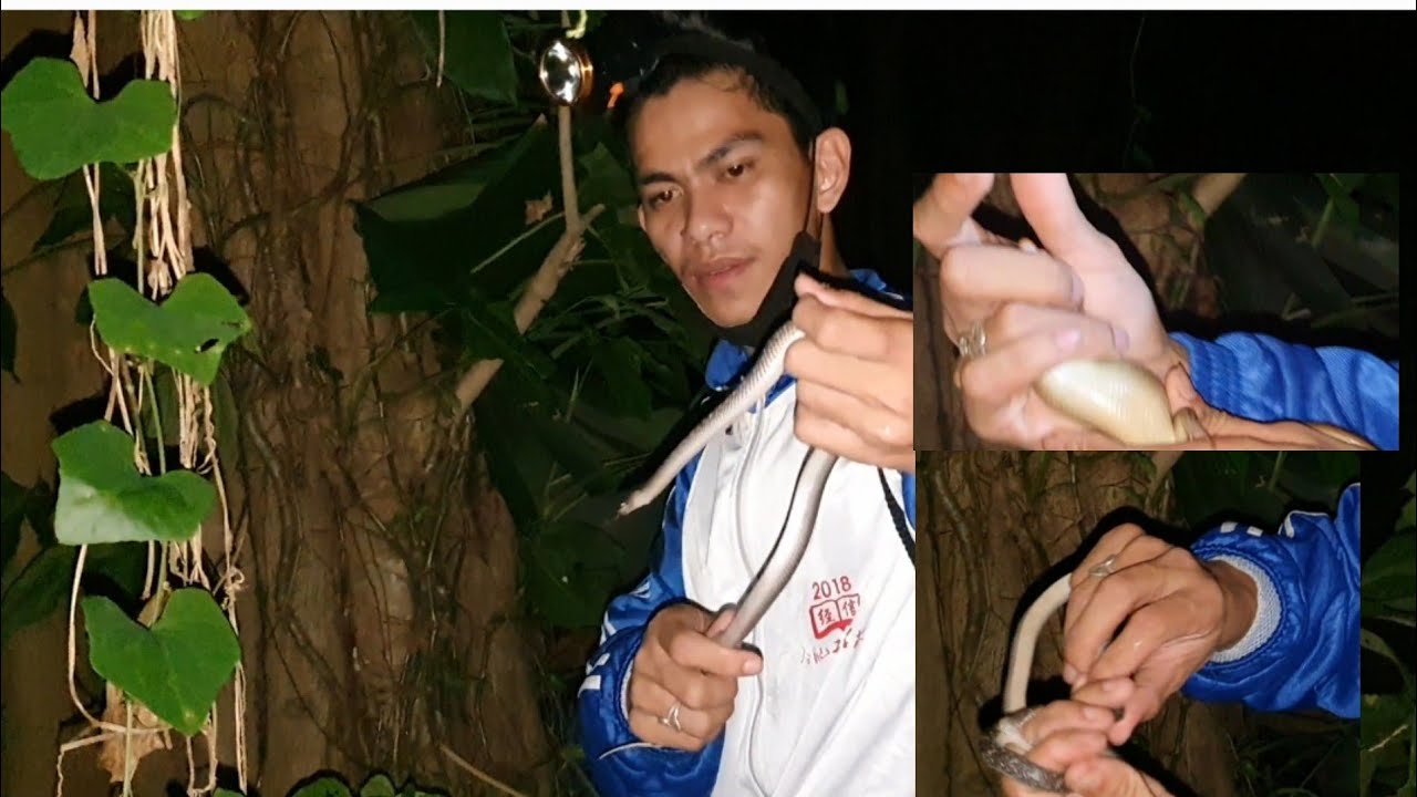 WOLF SNAKE. AT GOLDEN SUN SKINK .SA ILALIM NG PUNO .