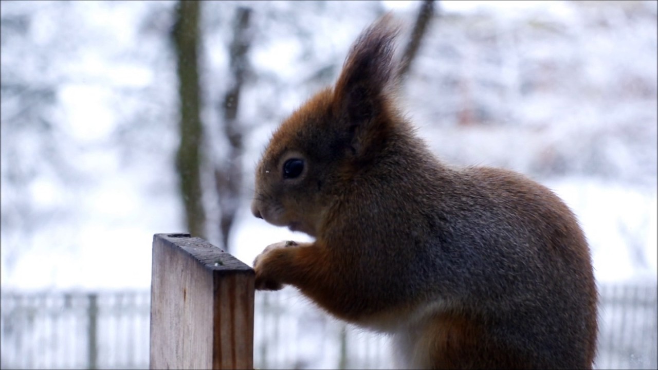 squirrel eating seeds