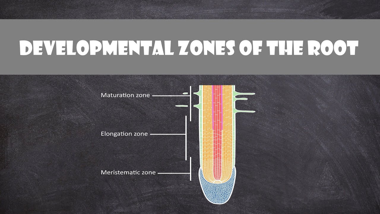 Developmental Zones of the Root | Plant Biology
