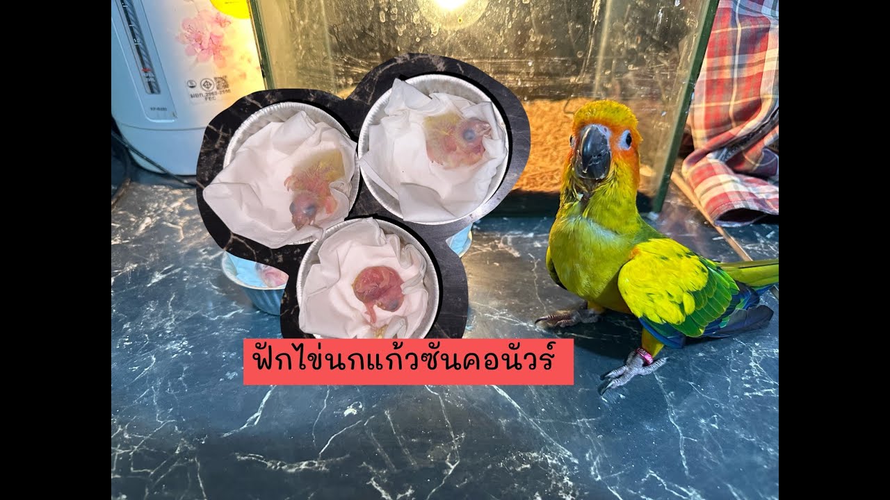 ฟักไข่นกแก้วซันคอนัวร์