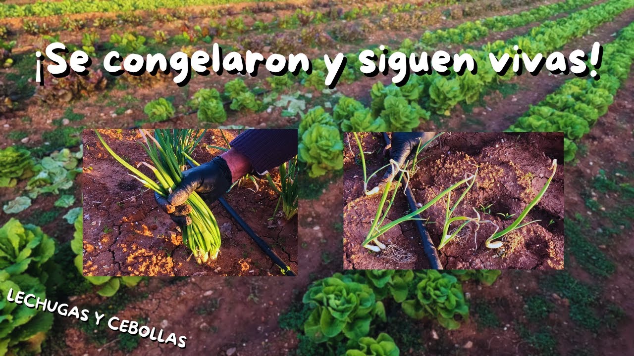 Cebollas Germinadas ¡LAS PLANTAMOS!