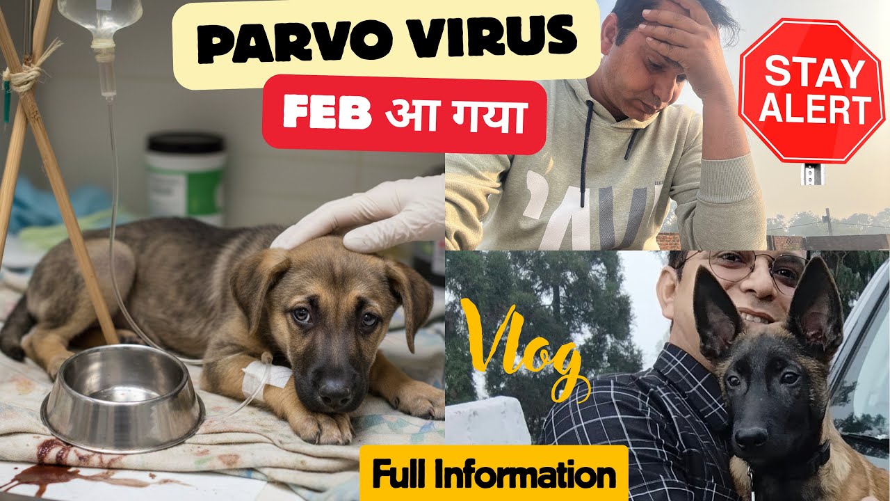 PARVO VIROUS ALERT 🔔 I FEB का महीना आ गया । @UnscriptedlifeofAU @MalinoisLovers 